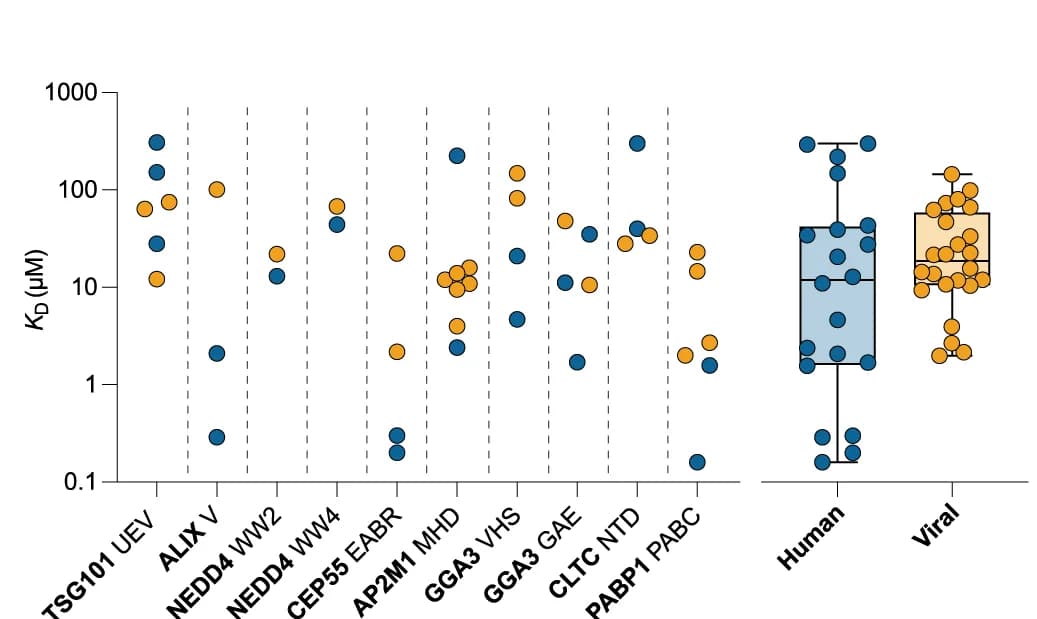Open access visualization of Scatter Plot, Box Plot, Raincloud Plot, Affinity Data, Viral Peptides