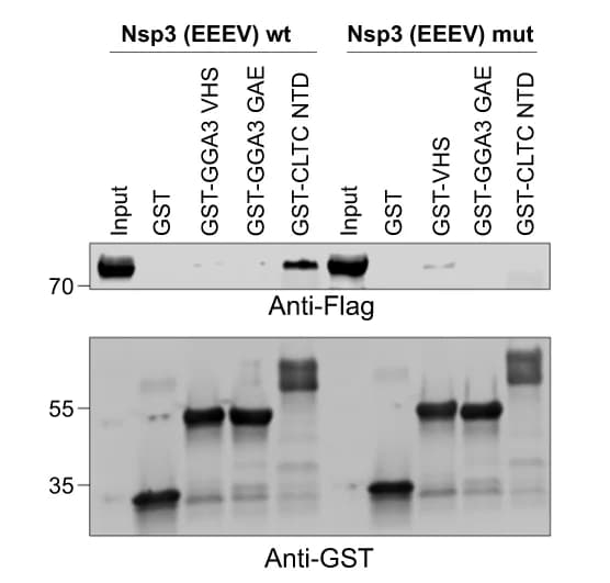 Open access visualization of Gel, Full-length Nsp3, GST-tagged CLTC NTD, Western Blot