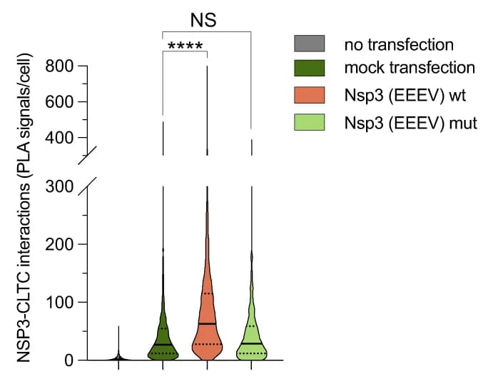 Open access visualization of Violin Plot, Clathrin, Full-length Nsp3, HEK293 Cells, Proximity Ligation Assay