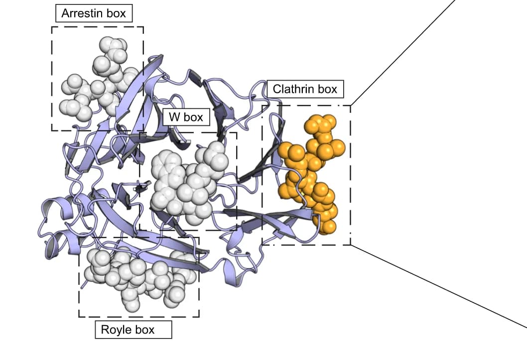 Open access visualization of Protein Structure, CLTC NTD Structure, Motif-Binding Sites, Bound Peptides, Clathrin Box