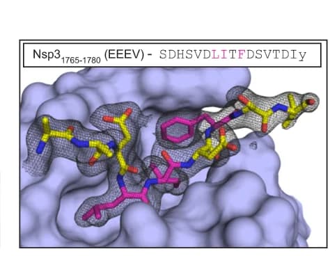 Open access visualization of Protein Structure, Chemical Structure, Crystal Structure, Short Linear Motifs, Nsp3 (EEEV)