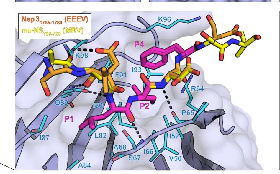 Open access visualization of Protein Structure, Chemical Structure, Peptide Overlay, Conserved Binding Mode, CLTC NTD Residues