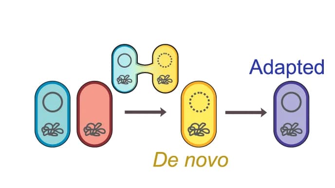 Open access visualization of Workflow, Flowchart, Conjugation, Donor Cell, Recipient Cell