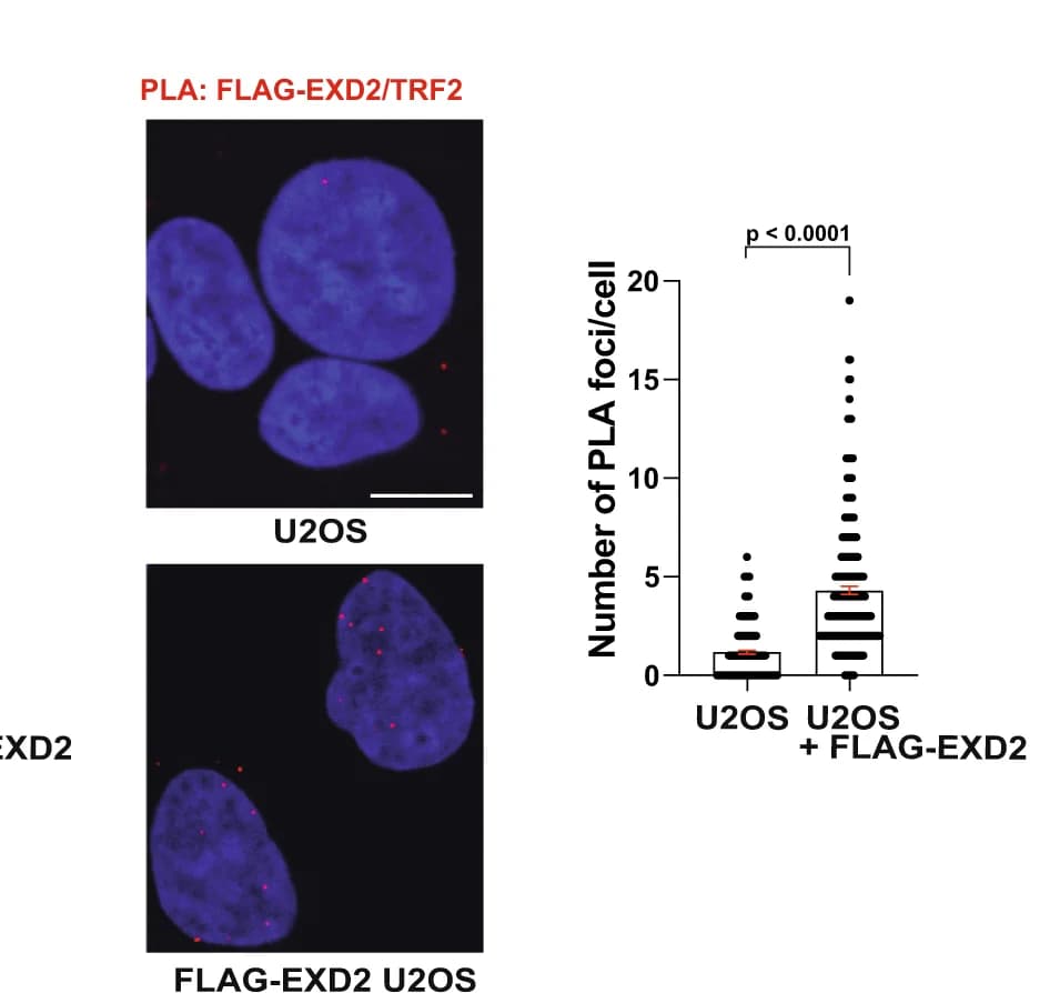 Open access visualization of Microscopy, Box Plot, Scatter Plot, GFP-EXD2, FLAG-EXD2