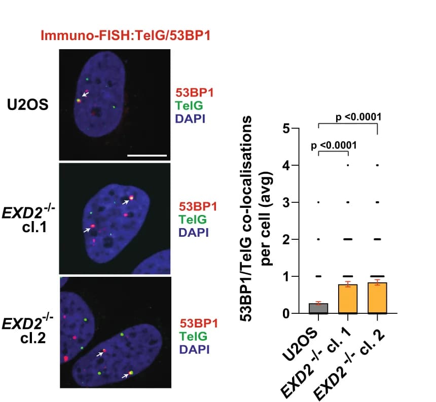 Open access visualization of Bar Plot, Microscopy, Immuno-FISH, WT Cells, EXD2 -/- U2OS Cells