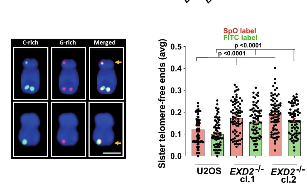 Open access visualization of Bar Plot, Error Bars, Scatter Plot, Quantification, Sister Telomere-Free Ends