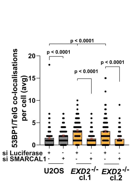 Open access visualization of Raincloud Plot, Error Bars, Quantification, 53BP1 Co-localisations, TelG Telomeric Probe
