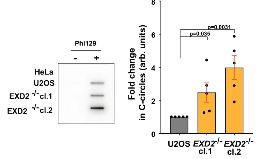 Open access visualization of Bar Plot, Error Bars, Gel, Extrachromosomal Telomeric C-Circles, Rolling Circle PCR