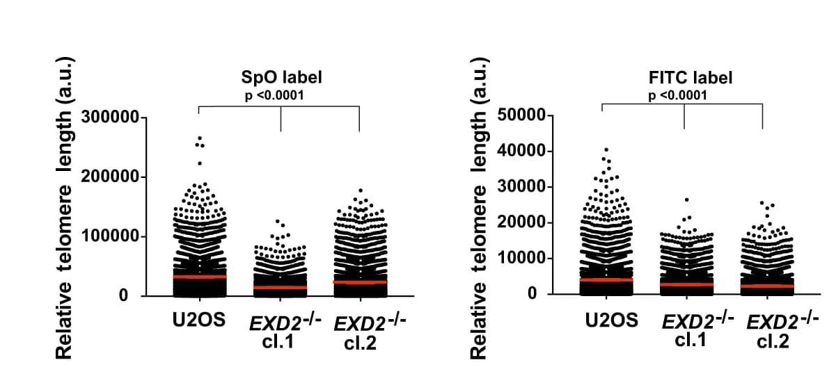 Open access visualization of Scatter Plot, Quantitative FISH Staining, Strand-Specific SpO Probe, FITC-Labelled PNA FISH Probe, Telomeric Repeat Sequences
