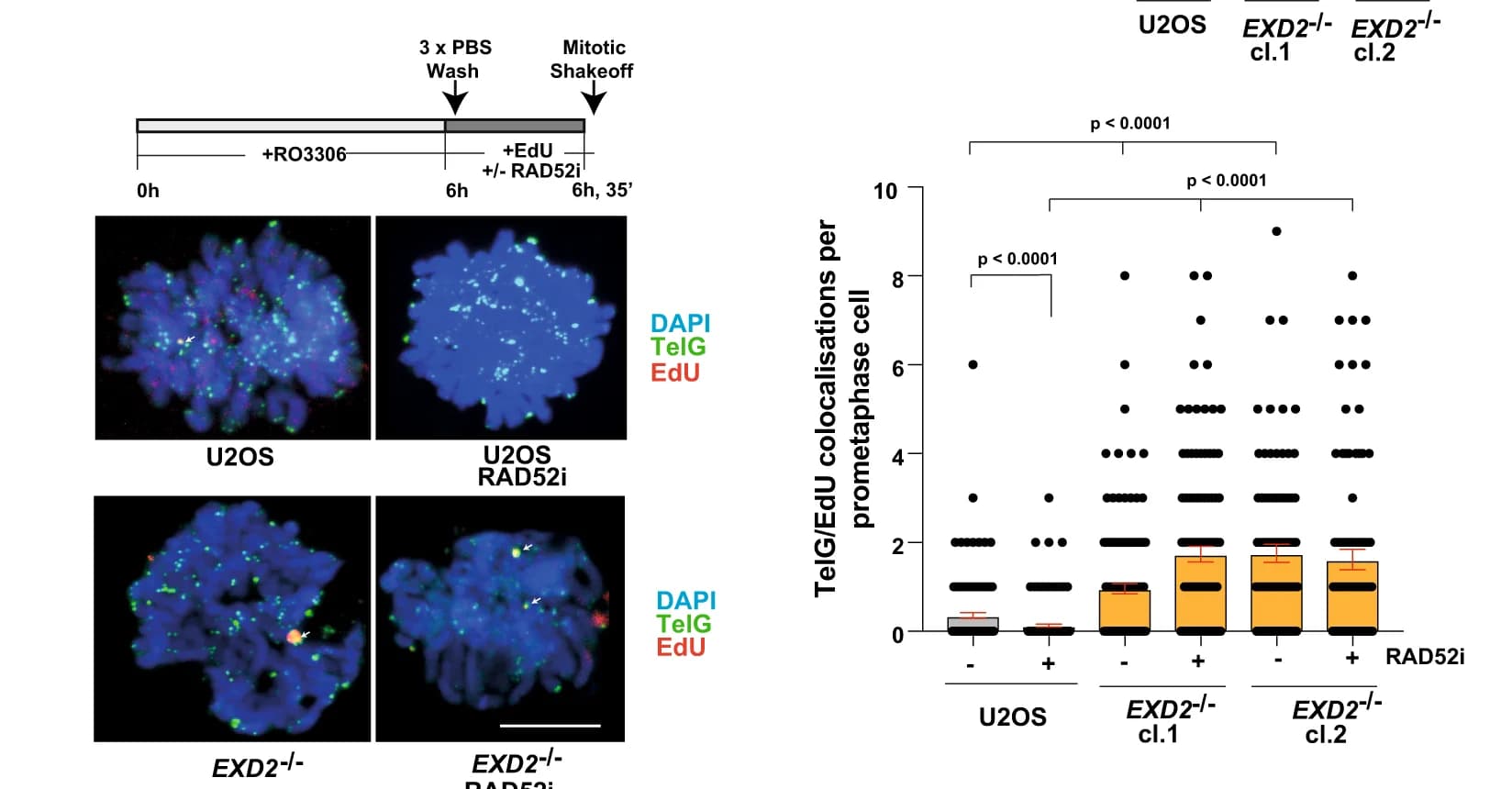 Open access visualization of Box Plot, Scatter Plot, Immuno-FISH, WT, EXD2 -/- U2OS Cells
