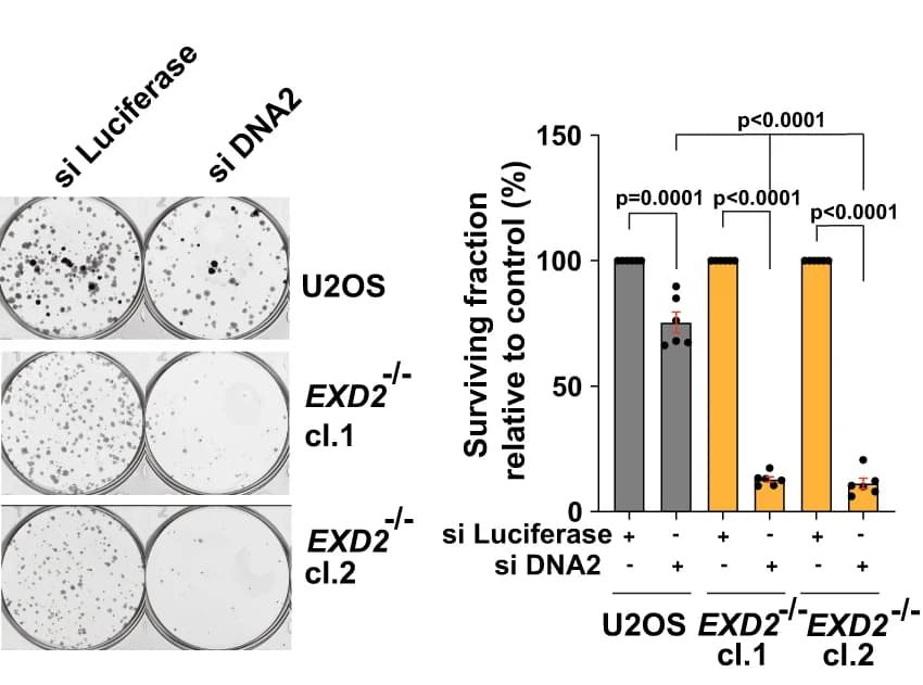Open access visualization of Bar Plot, Error Bars, Photo, Microscopy, Colony Formation Assay