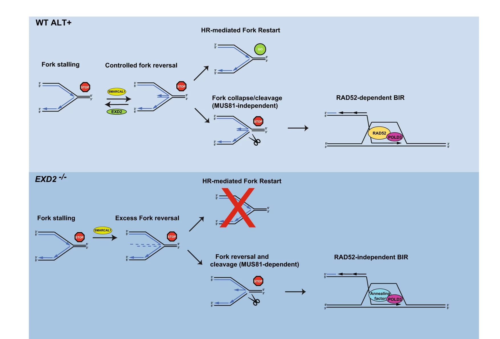 Open access visualization of Workflow, Illustration, WT U2OS Cells, Replication Forks, Telomere