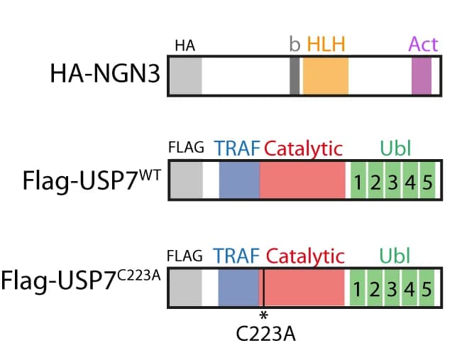 Open access visualization of Illustration, Protein Structures, HA-NGN3, Flag-USP7 WT, Flag-USP7 C223A