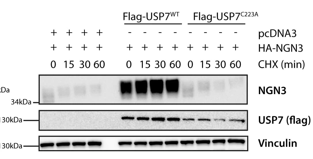 Open access visualization of Gel, Immunoblotting, NGN3, HEK293A Samples, Co-Transfected