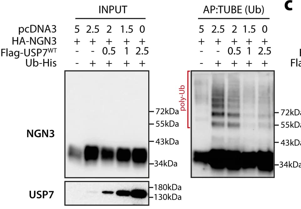 Open access visualization of Gel, Immunoblotting, NGN3, Ubiquitin-binding entities, Affinity purification