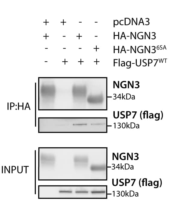Open access visualization of Gel, Immunoblotting, NGN3, HA-NGN3 WT, HA-NGN3 6SA
