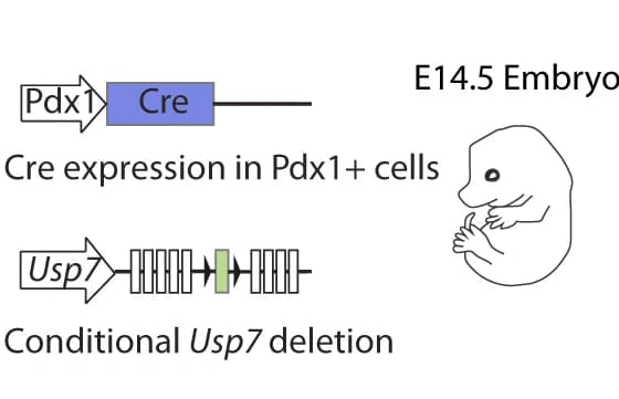 Open access visualization of Illustration, Usp7, Knock-out, E14.5 embryos, Pancreas