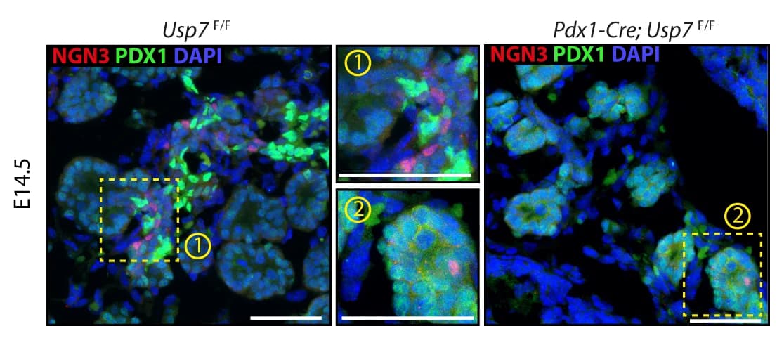 Open access visualization of Microscopy, Immunofluorescence, NGN3, PDX1, E14.5