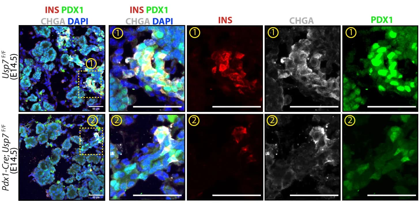 Open access visualization of Microscopy, Immunofluorescence, NKX2-2, PDX1, E14.5