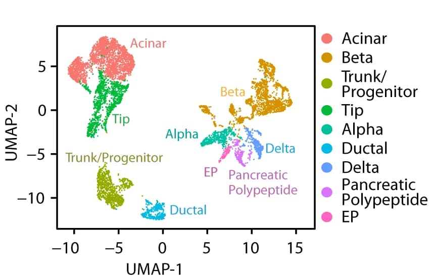 Open access visualization of Scatter Plot, UMAP, UMAP Projection, Pancreatic Epithelial Cells, Fetal Pancreas