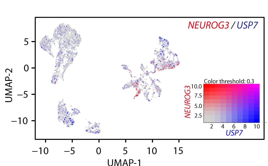 Open access visualization of UMAP, Scatter Plot, Co-expression, NEUROG3, USP7