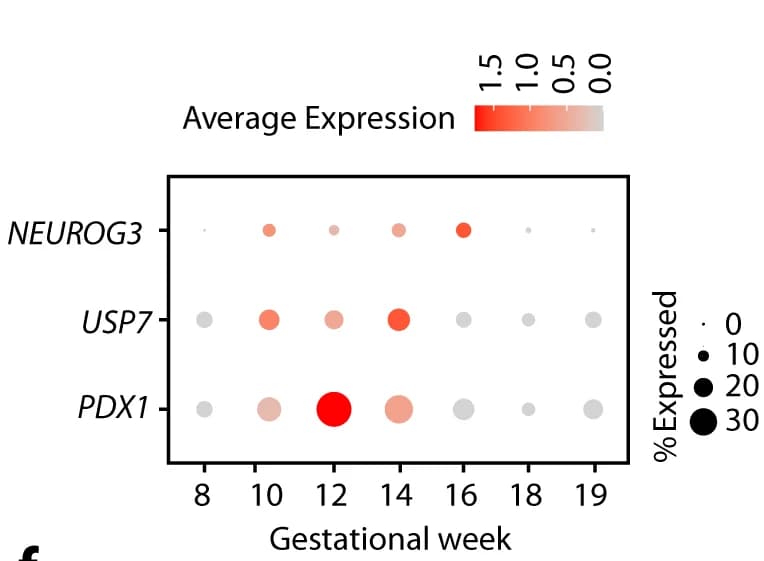 Open access visualization of Bubble Plot, Gene Expression, NEUROG3, USP7, PDX1