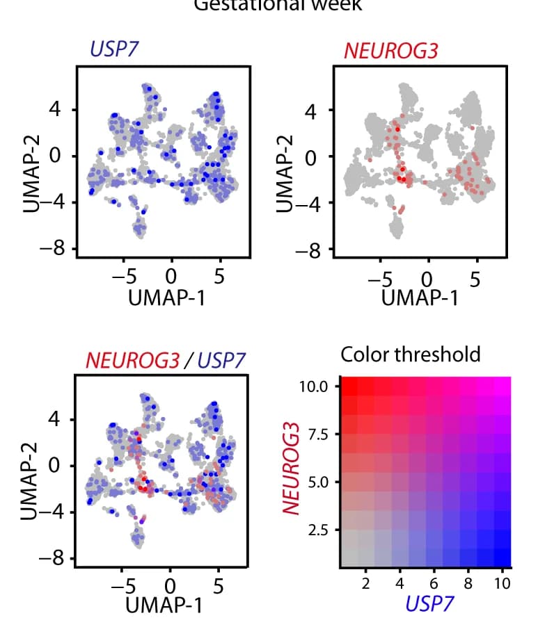 Open access visualization of UMAP, Heatmap, Co-expression, NEUROG3, USP7
