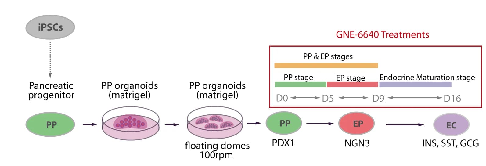Open access visualization of Workflow, Flowchart, Differentiation Protocol, GNE-6640, Pancreatic Progenitor