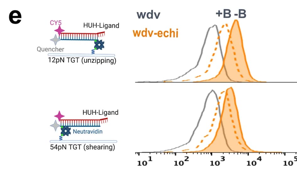 Open access visualization of Line Plot, Density Plot, Illustration, SuperPlots, CY5 Fluorescence