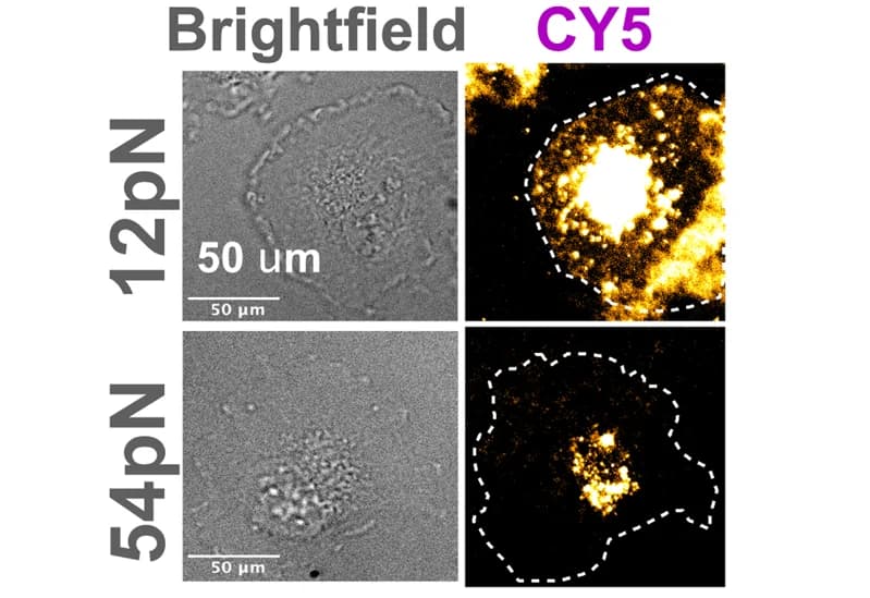 Open access visualization of Microscopy, Brightfield Imaging, qTGT Imaging, U251 Cells, qTGTs