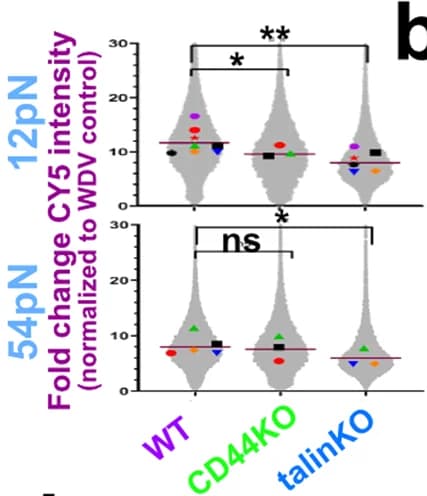Open access visualization of Violin Plot, Fluorescence intensity, WT cells, TLN1 KO cells, CD44 KO cells
