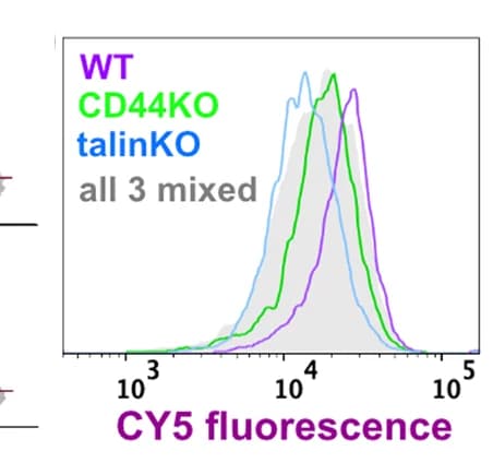 Open access visualization of Density Plot, Histogram, U251 WT cells, Talin1 KO cells, CD44 KO cells