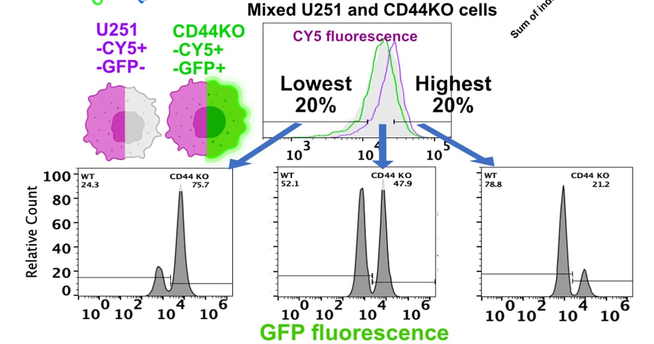 Open access visualization of Density Plot, Line Plot, Cartoon, U251 WT cells, CD44 KO cells