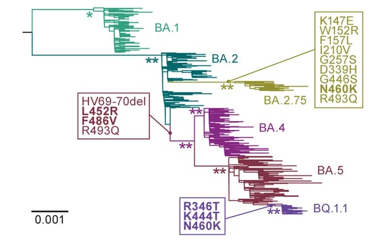 Open access visualization of Line Plot, Maximum Likelihood Tree, Omicron Lineages, S Protein Substitutions, Convergent Substitutions