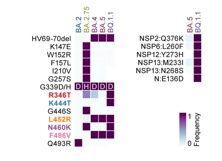 Open access visualization of Heatmap, Amino Acid Differences, S Proteins, Omicron Lineages, Convergent Substitutions