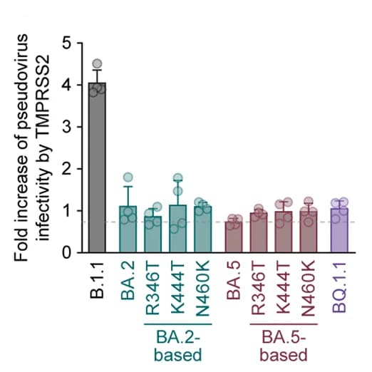 Open access visualization of Bar Plot, Error Bars, Pseudovirus Infectivity, TMPRSS2 Expression, Fold Increase