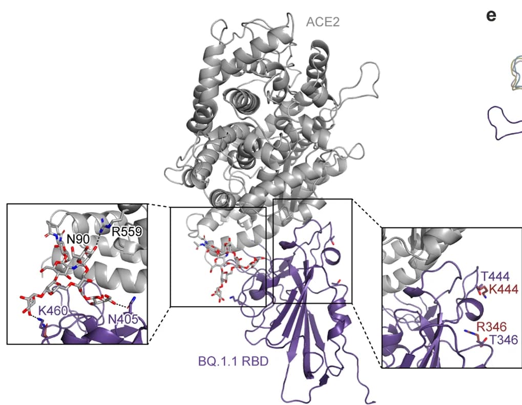 Open access visualization of Protein Structure, Chemical Structure, BQ.1.1 RBD, ACE2 Complex, Crystal Structure