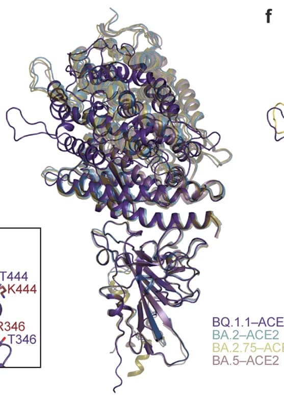 Open access visualization of Protein Structure, BQ.1.1 RBD, ACE2 Complex, Superimposition, SARS-CoV-2 RBD