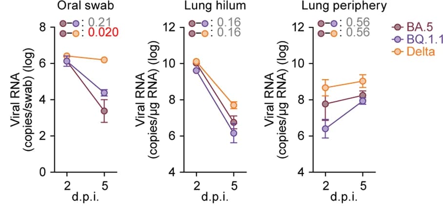 Open access visualization of Line Plot, Error Bars, Viral RNA, Oral Swab, Lung Hilum