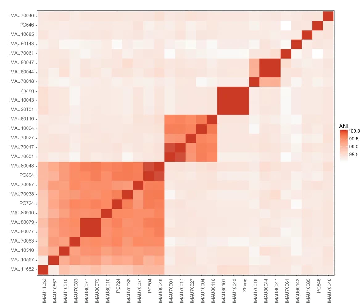 Open access visualization of Heatmap, Whole-genome, Average nucleotide identity, L. paracasei isolates, L. paracasei Zhang