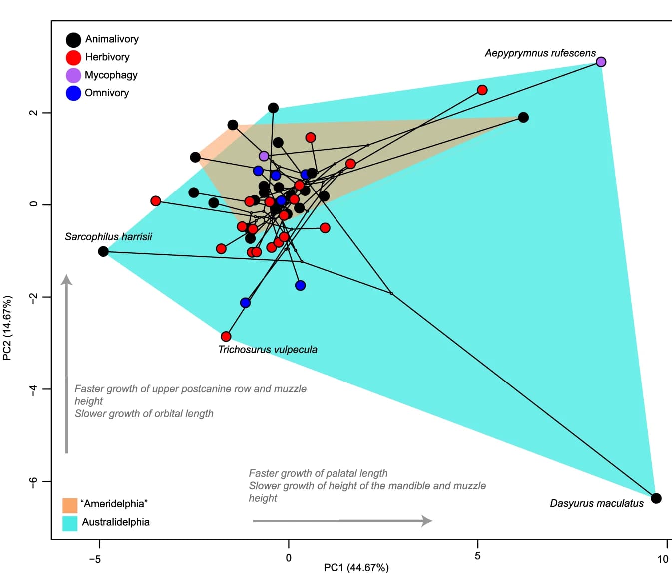 Open access visualization of Scatter Plot, PCA, Allometric Space, Marsupials, Phylogeny