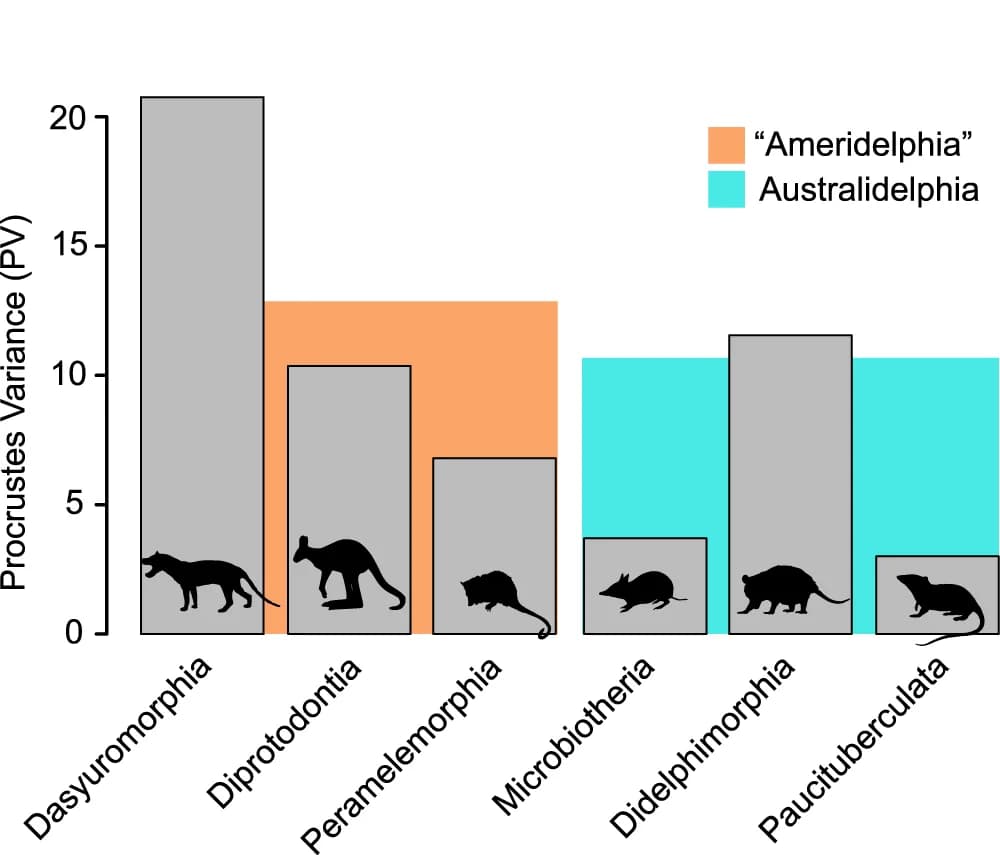 Open access visualization of Bar Plot, Clustered, Disparity values, Orders, Ameridelphia
