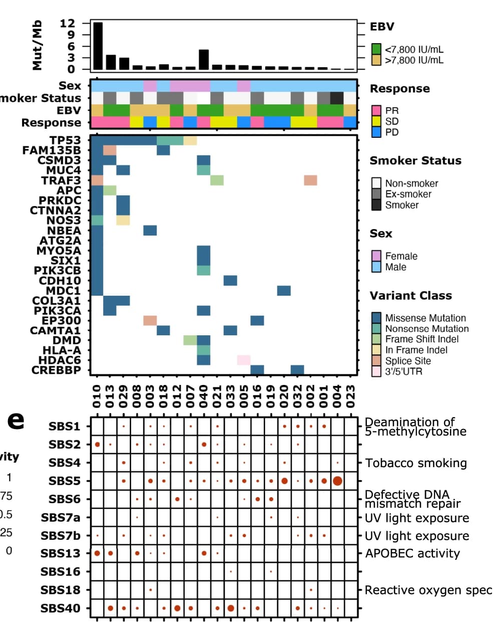 Open access visualization of Bar Plot, Heatmap, Scatter Plot, Tumor, Co-mutation