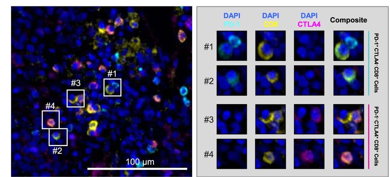 Open access visualization of Microscopy, CD8 Subpopulations, PD-1, CTLA-4, Immunofluorescence