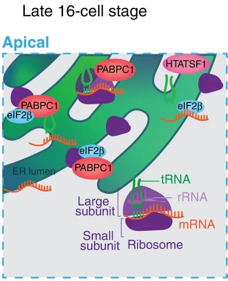 Open access visualization of Illustration, Embryos, Apical Domain, Basal Domain, Translation