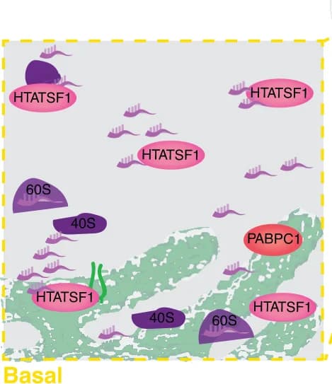 Open access visualization of Illustration, Workflow, Embryos, Apical Domain, Basal Domain