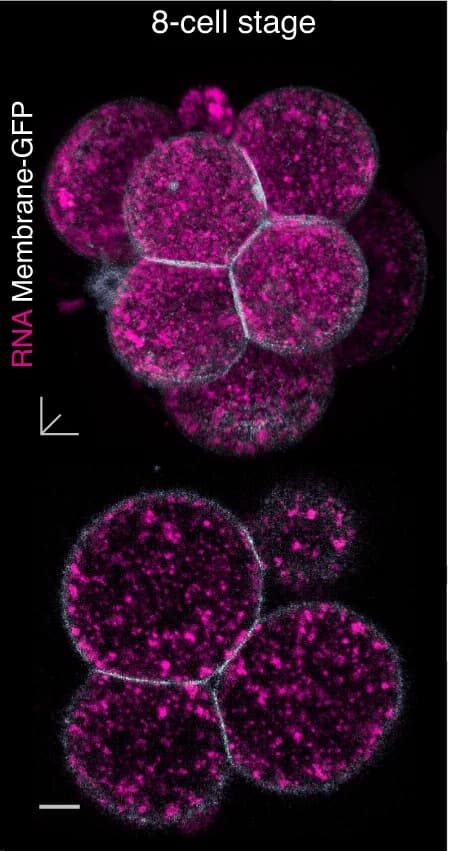 Open access visualization of Microscopy, Mouse Embryos, Membrane-GFP, RNA Localisation, 3D View