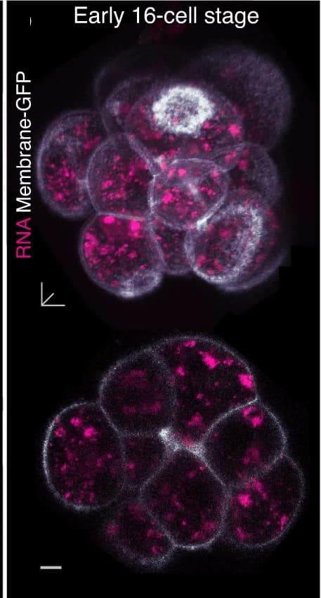 Open access visualization of Microscopy, Mouse Embryos, Membrane-GFP, RNA Localisation, 3D View