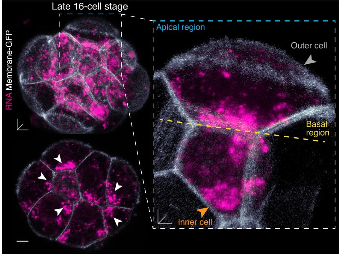Open access visualization of Microscopy, Mouse Embryos, Membrane-GFP, RNA Localisation, 3D View
