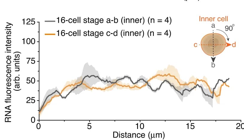Open access visualization of Line Plot, Error Bars, RNA Intensity Profiles, Inner Cells, Mean